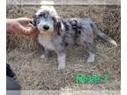 F2 Aussiedoodle PUPPY FOR SALE ADN-444810 - Male Aussiedoodle