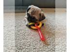 Pug PUPPY FOR SALE ADN-444441 - Handsome Pug Puppy Male