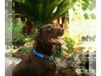 Labrador Retriever DOG FOR ADOPTION ADN-444809 - FREE Chocolate Lab