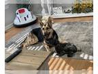 German Shepherd Dog DOG FOR ADOPTION ADN-444493 - German Shepard