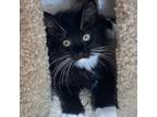 Edna Is An Energetic And Playful Kitten With An Overabundance Of Impressive White Whiskers And Tuxedo Fluffiness Shell Remind You Of The Energizer Bun