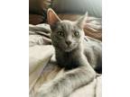 Adopt Wesley a Russian Blue