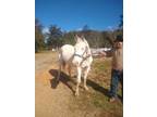 Adopt Winter - Blind Companion Only a Quarterhorse, Thoroughbred