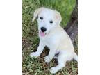 Please Read Full Bio Meet Sprout He Is An Adorable Lab Mix With Fuzzy Wirey Fur And Has The Sweetest Personality Sprout Was Born On 6422 And As Cute A