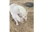 From Current Owner Crumpet White Is A Sweet Girl Who Used To Be An Inside Pig She Could Sit Shake Spin Give Kisses And Back Massages When She Was Smal