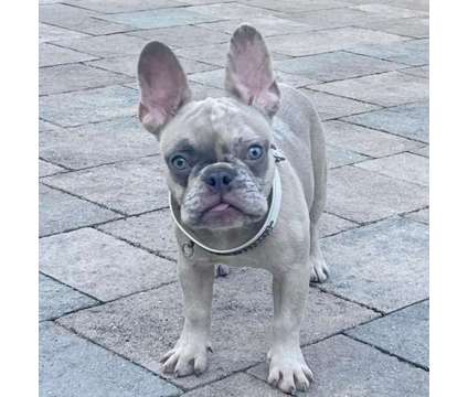 Gorgeous Purebred Lilac Fawn Merle Baby Boy is a Blue Male French Bulldog Puppy For Sale in Davie FL
