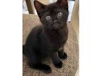 Adopt Jackson a All Black Domestic Shorthair (short coat) cat in College