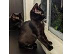 Adopt Mischief a All Black Domestic Shorthair / Mixed cat in Lakeland