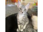 Adopt Menace a Gray or Blue Domestic Shorthair / Mixed cat in Lakeland