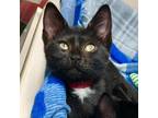 Adopt Elena a All Black Domestic Shorthair / Mixed cat in Lakeland