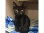 Adopt Jeremy a All Black Domestic Shorthair / Mixed cat in Lakeland