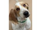 Adopt Mr. Peabody a Brown/Chocolate Basset Hound / Mixed dog in Phoenix