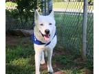 Adopt LADY a White Siberian Husky / Mixed dog in Murfreesboro, TN (35594848)