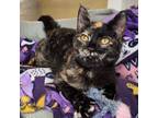 Adopt Pickle A Brown Or Chocolate Domestic Shorthair / Domestic Shorthair /