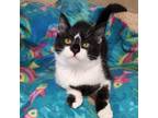 Adopt Clover A All Black Domestic Shorthair / Domestic Shorthair / Mixed Cat In
