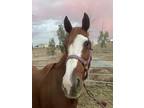 Bell is a great mare ready for a new homeâ£ï¸