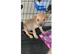 Adopt Joe a American Pit Bull Terrier / Mixed dog in Brownwood, TX (35594259)