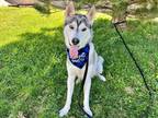 Adopt JASPER a White - with Black Husky / Mixed dog in Pueblo, CO (35593667)