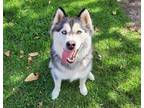 Adopt SKYE a Gray/Silver/Salt & Pepper - with White Husky / Mixed dog in