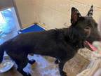 Adopt *DRAKEN a Black German Shepherd Dog / Mixed dog in Ocala, FL (35592243)