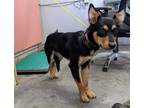 Adopt a Black - with Tan, Yellow or Fawn Australian Cattle Dog / Mixed dog in