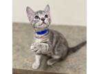 Adopt Emmy Lou Harris a Gray or Blue Domestic Shorthair / Domestic Shorthair /