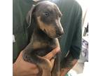 Adopt Gracie a Brown/Chocolate Doberman Pinscher / Mixed dog in Santa Paula