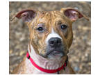 Adopt Nymeria a Brown/Chocolate American Staffordshire Terrier / Mixed dog in