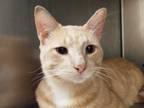 Adopt Queso a Cream or Ivory Domestic Shorthair / Domestic Shorthair / Mixed cat