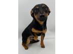 Adopt Ishmael a Mixed Breed (Medium) / Mixed dog in Thousand Oaks, CA (35586234)