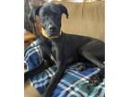 Adopt Scooby a Black - with White Great Dane / Labrador Retriever / Mixed dog in