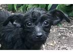Adopt Eve Dazzler a Black - with White Miniature Poodle / Miniature Pinscher dog