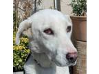 Adopt SAPPHIRE (Local, yo) a White Labrador Retriever dog in Langley