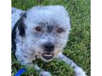 Adopt Patches a Poodle