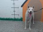 Adopt SASHA a Siberian Husky