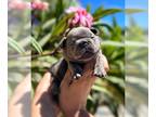 French Bulldog PUPPY FOR SALE ADN-445673 - Lilac French Bulldog Quad Puppy for