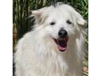 Adopt BUDDY a American Eskimo Dog, Tibetan Terrier