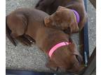 Labrador Retriever PUPPY FOR SALE ADN-444770 - Two chocolate lab puppies