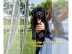 Labrador Retriever PUPPY FOR SALE ADN-444685 - AKC Labrador Retriever Puppy