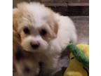 Bichpoo-Mal-Shi Mix PUPPY FOR SALE ADN-445131 - His name is Ford