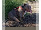 Bulldog PUPPY FOR SALE ADN-445565 - English bulldog