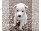 Siberian Husky PUPPY FOR SALE ADN-445636 - Siberian Husky Puppies Purebred