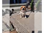 Beagle DOG FOR ADOPTION ADN-445371 - Beagle Patsy for Adoption