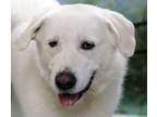 Adopt Destiny a Great Pyrenees