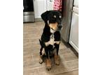 Adopt CHICO* a Rottweiler, Mixed Breed
