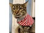 Adopt Chester a Domestic Long Hair, Tabby