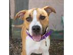 Adopt PIXIE a American Staffordshire Terrier