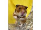 Adopt Fawn a Hamster