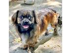Adopt Inigo (ID# 63320) a Pug, Spaniel
