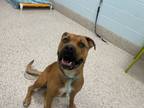 Adopt RILEY a Pit Bull Terrier, Rottweiler